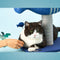 Flying fish cat scratcher - pet supplies & accessories